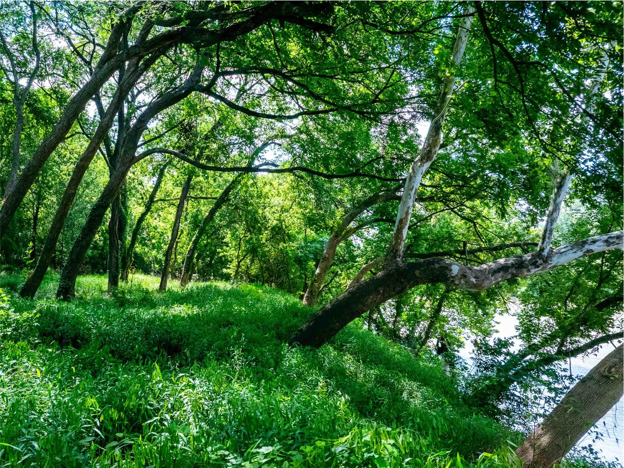 663 NW Loop 230 (48 ACRES)