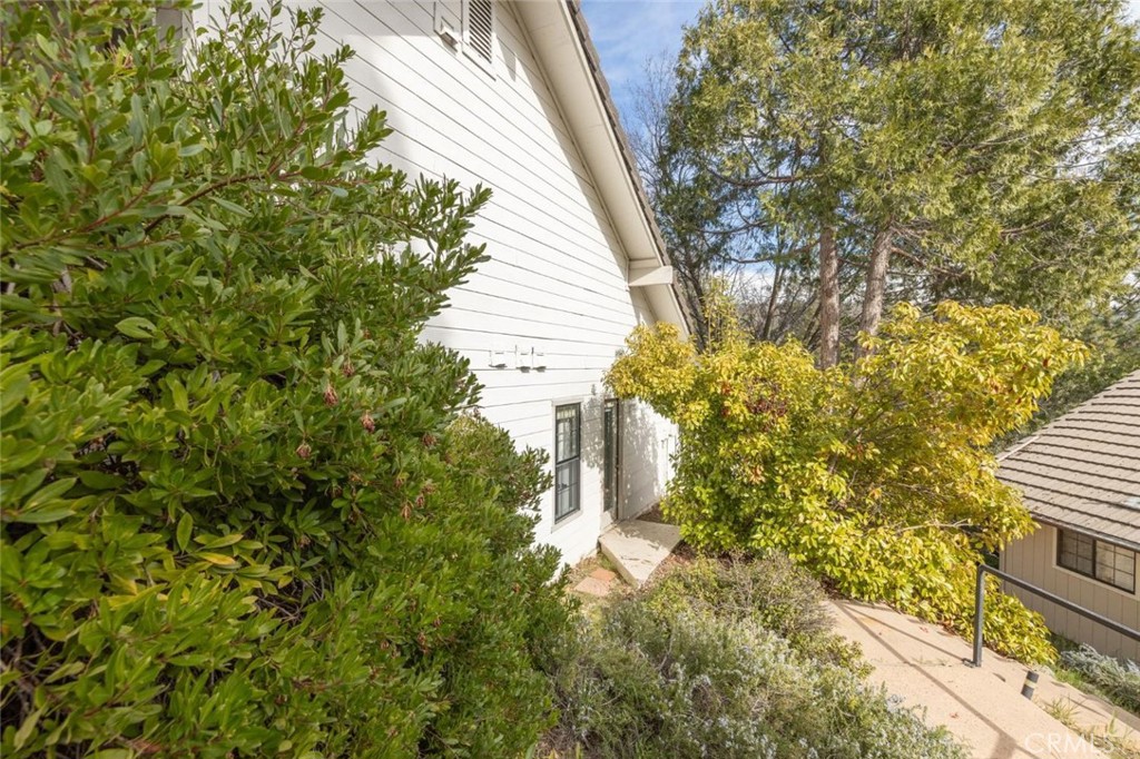 50850 Smoke Tree