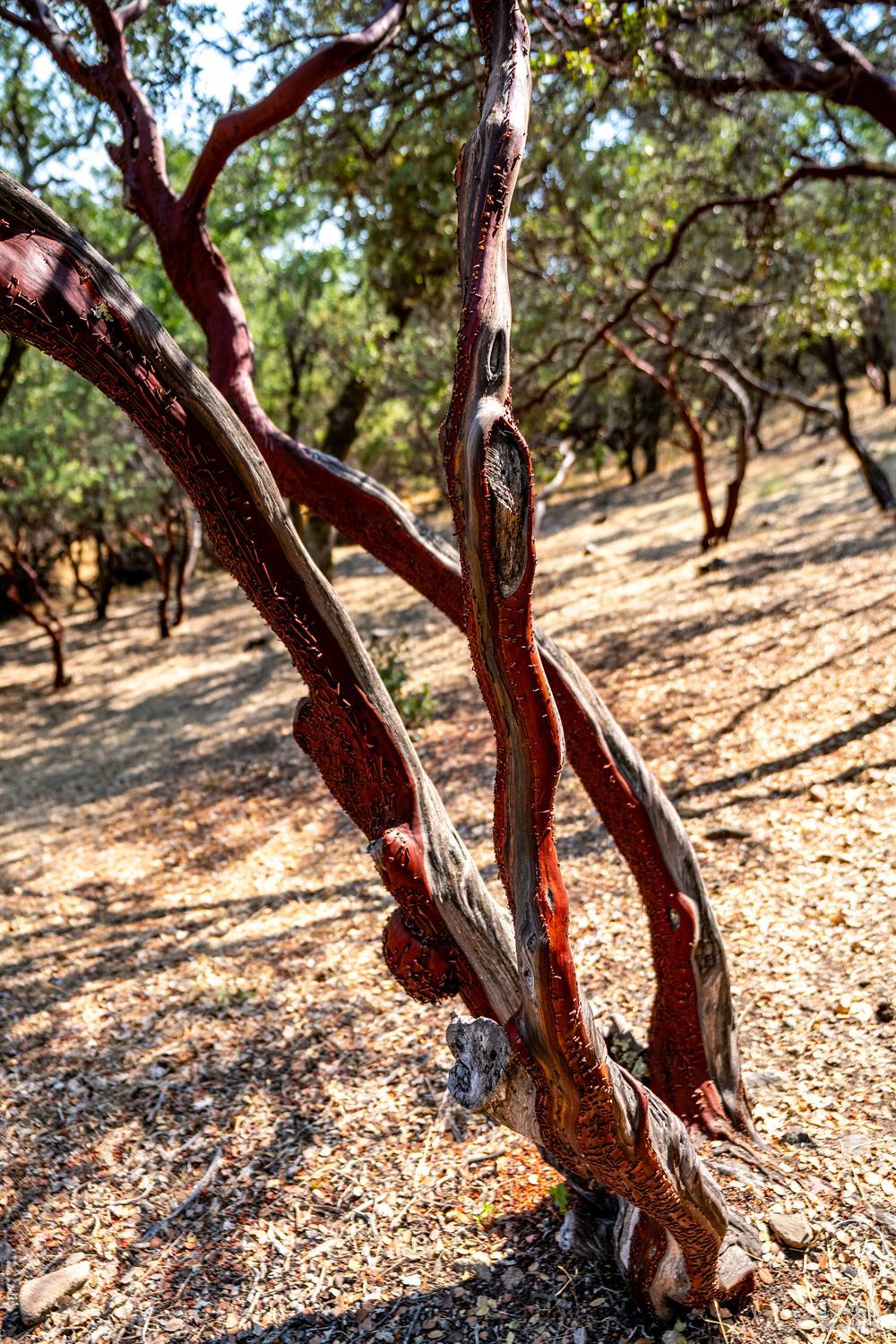 700 Petrified Forest Rd