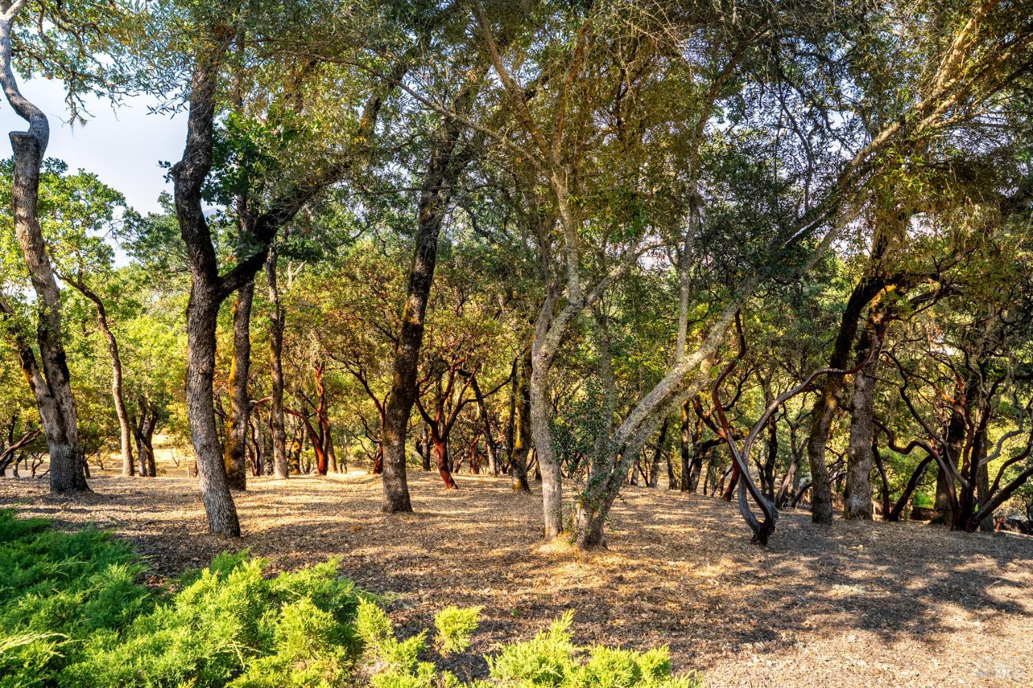 700 Petrified Forest Rd