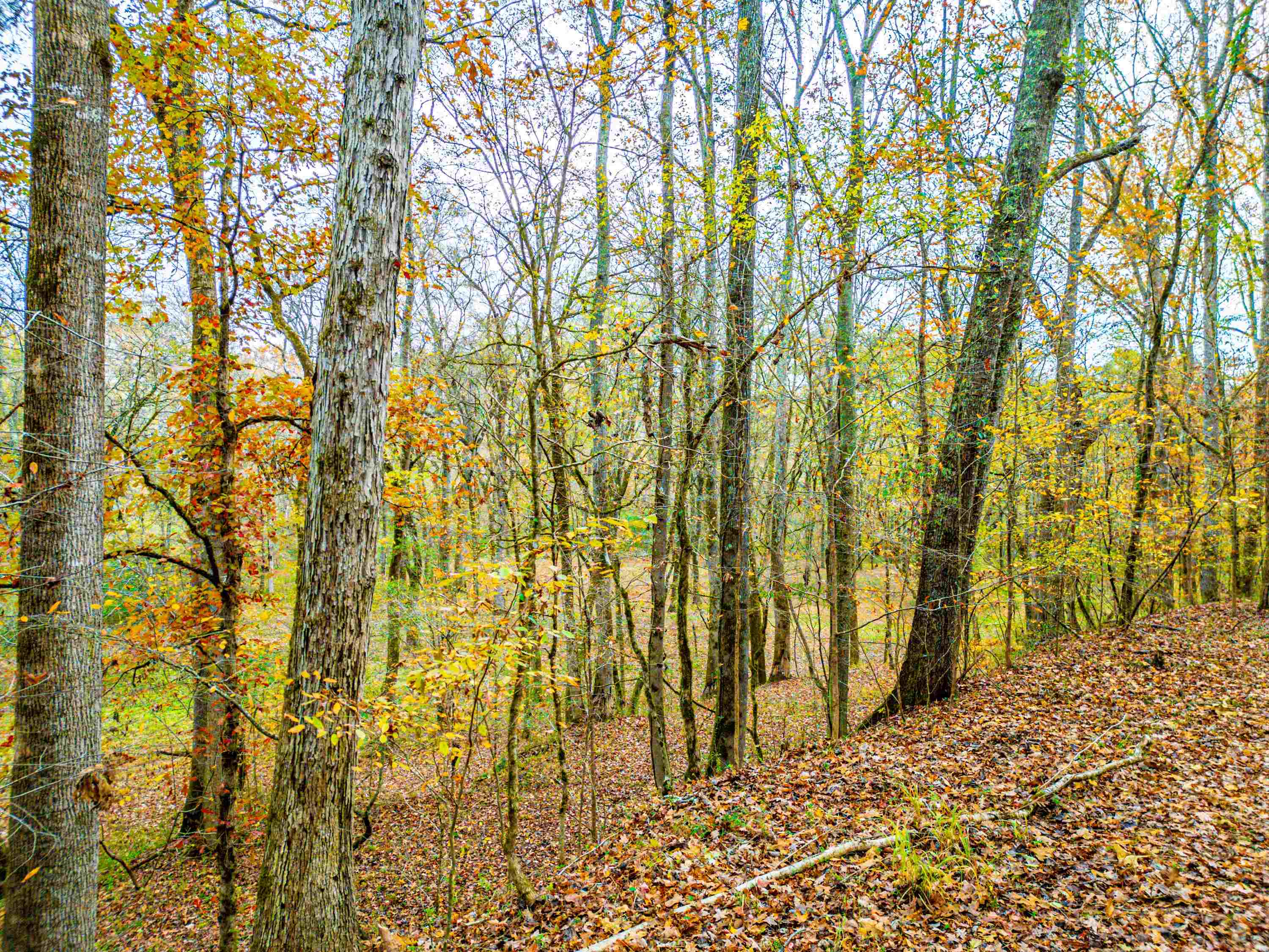 6.04 ac LINCHBURG ROAD