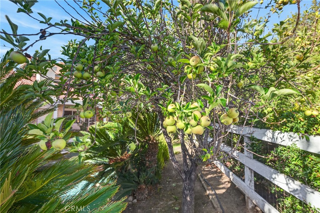 30767 Calle Pina Colada