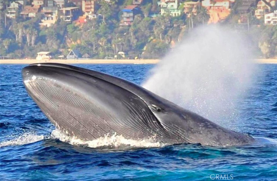 25622 Spinnaker Drive