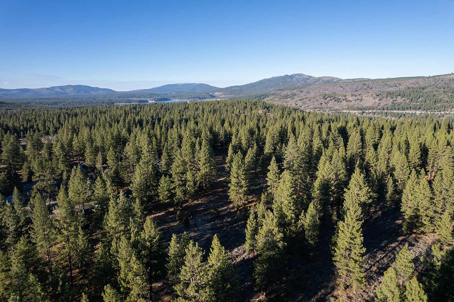 Aerial view over dense pine forest toward a lake and distant mountain ridges.