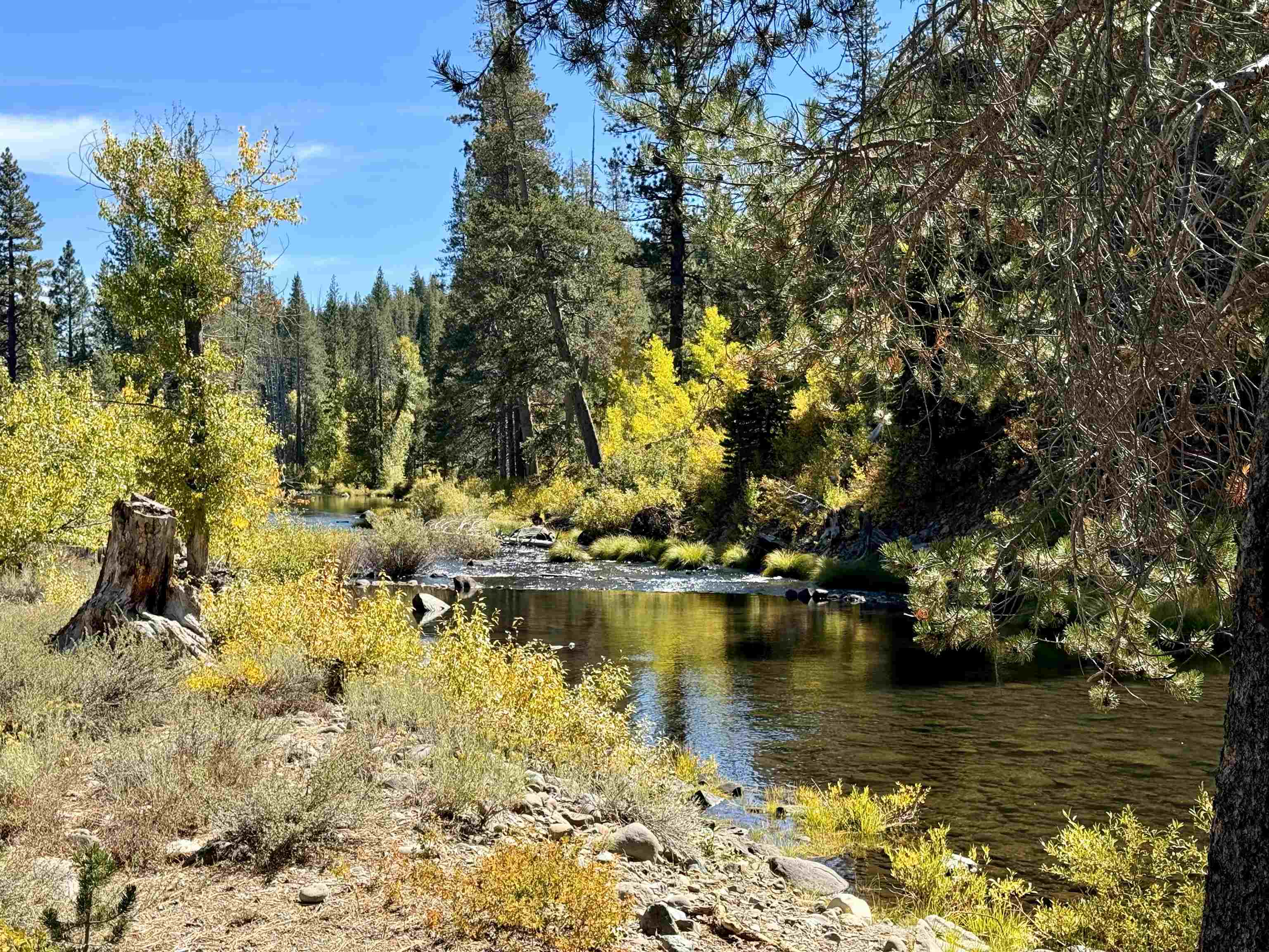 Wooded creek bordered by rocky banks, pine trees, and bright yellow autumn foliage.