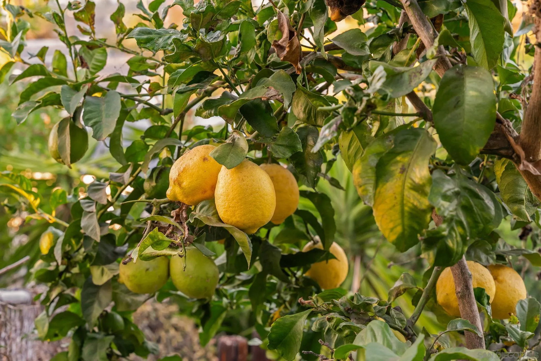 Lemon tree bearing ripe yellow lemons among dense green leaves.