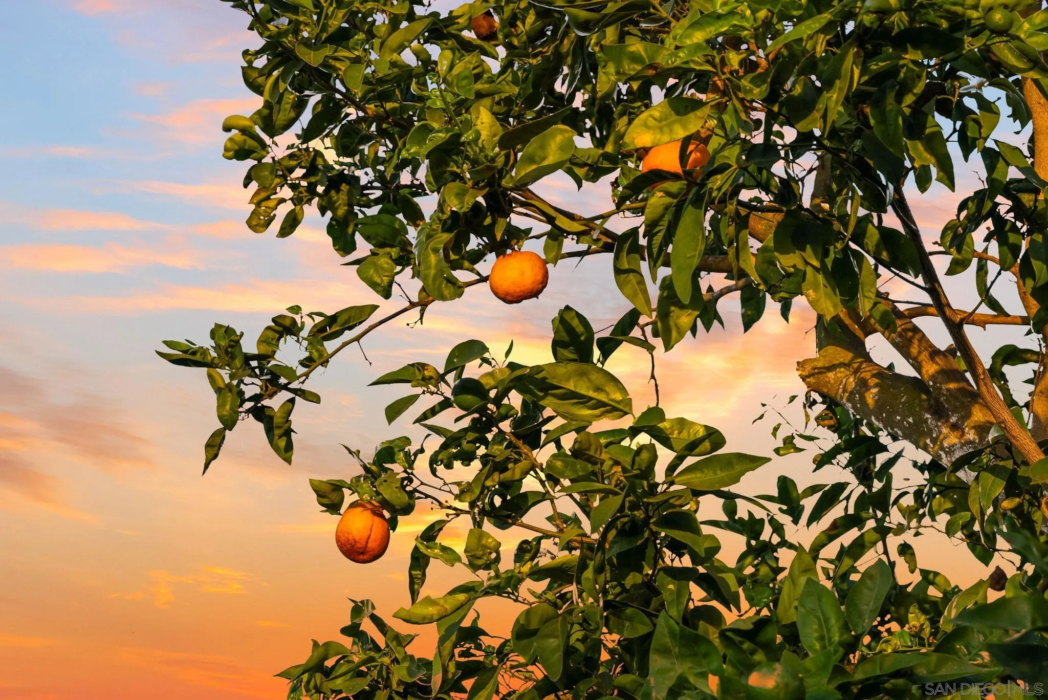 Citrus tree bearing ripe oranges against a colorful sunset sky.