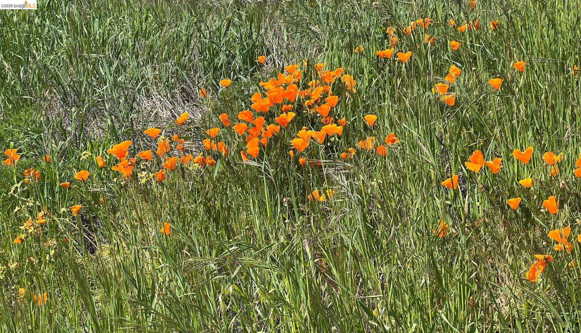 Palomino Ridge Rd