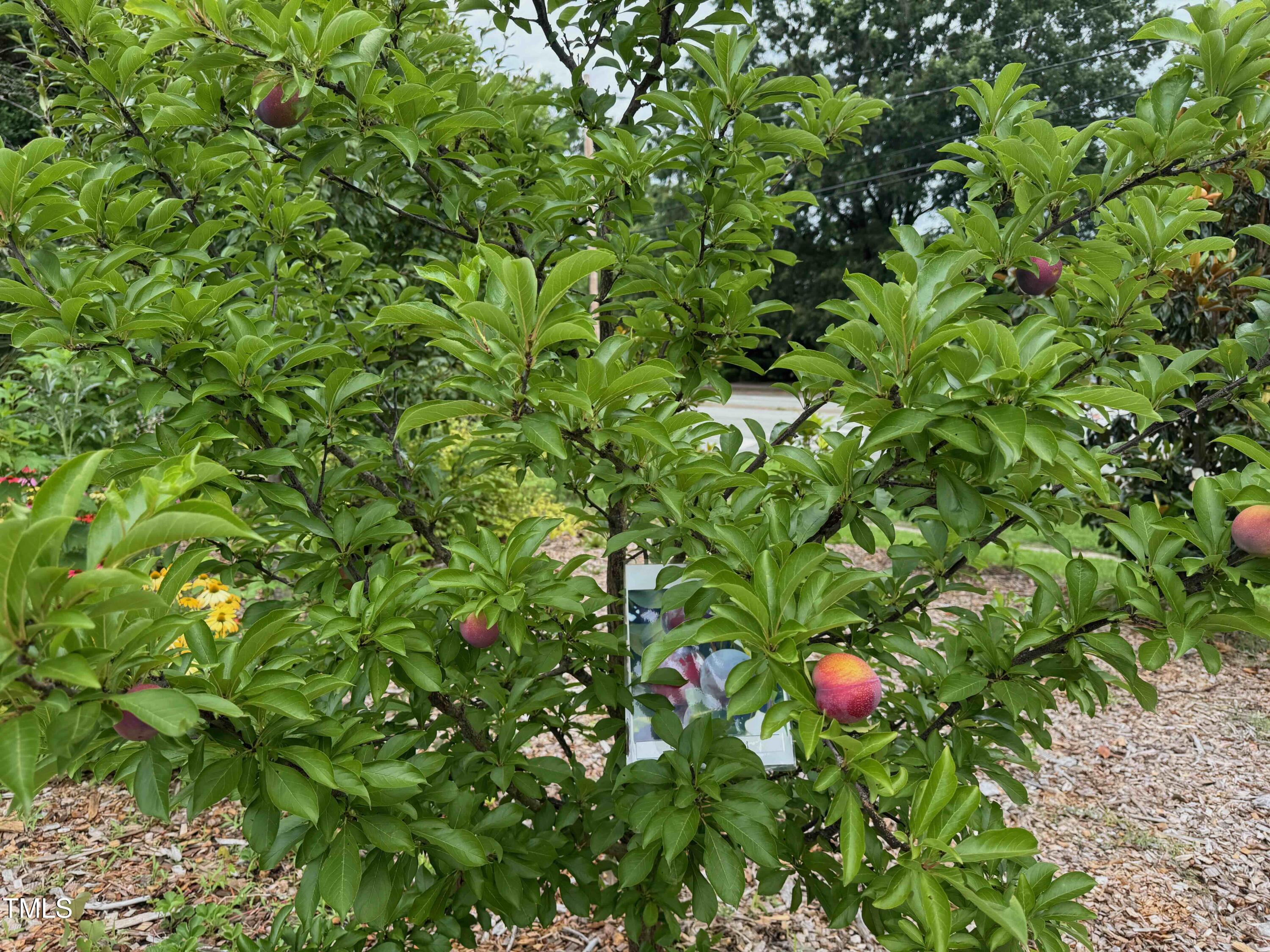 1005 W Club Boulevard