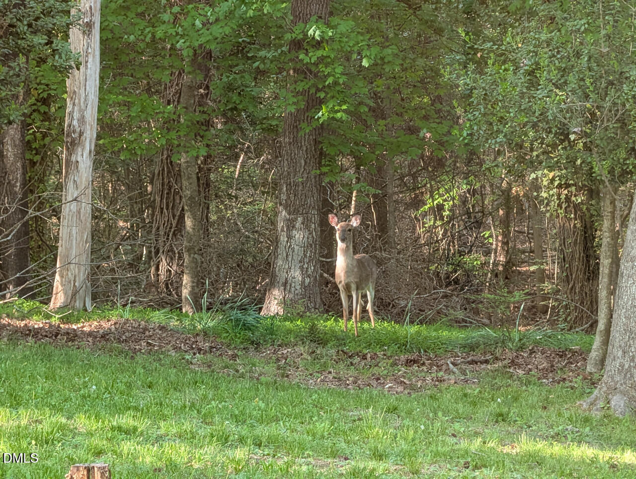 1202 Cassandra Drive