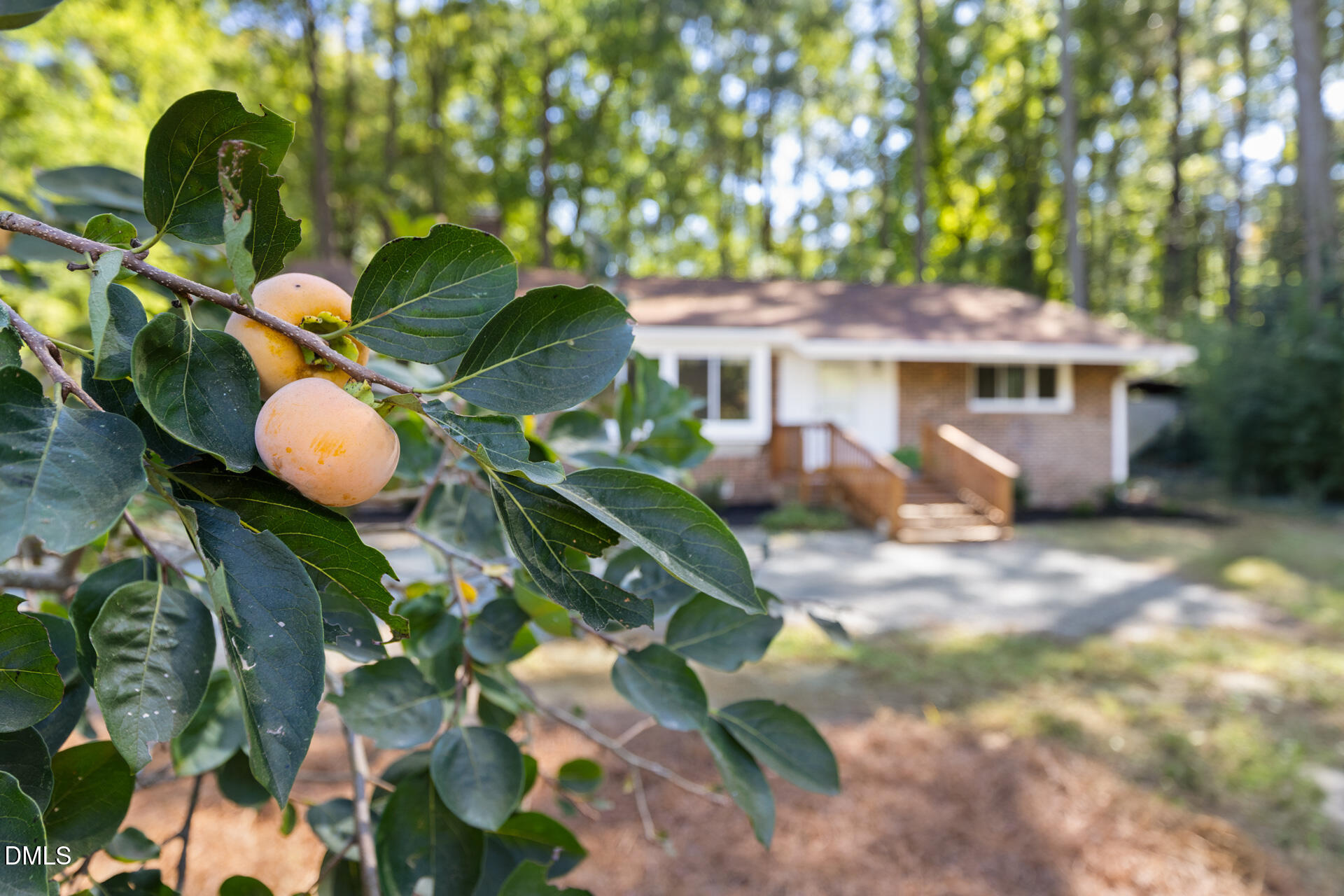 101 Oleander Road