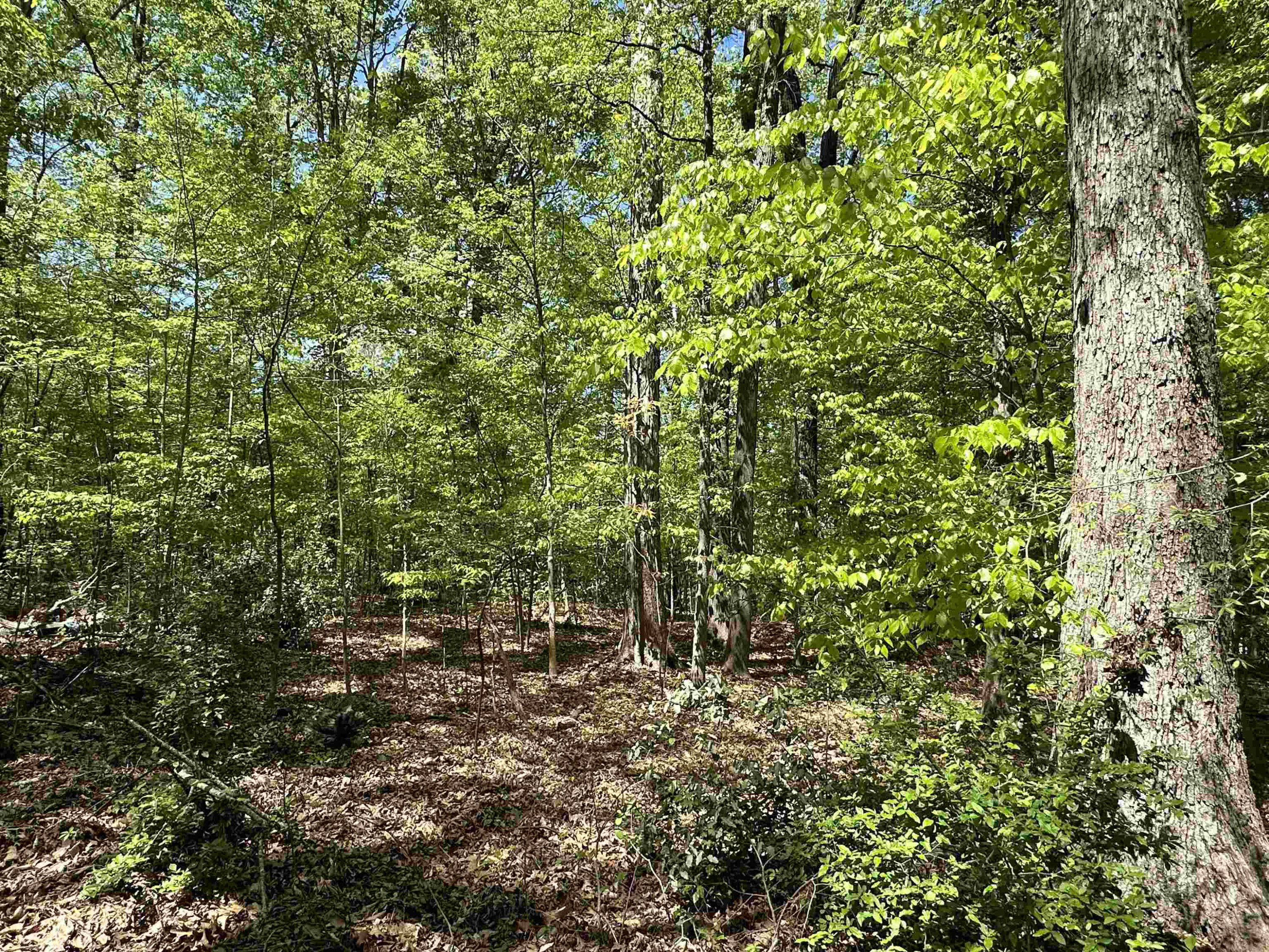 3900 Deep Wood Circle