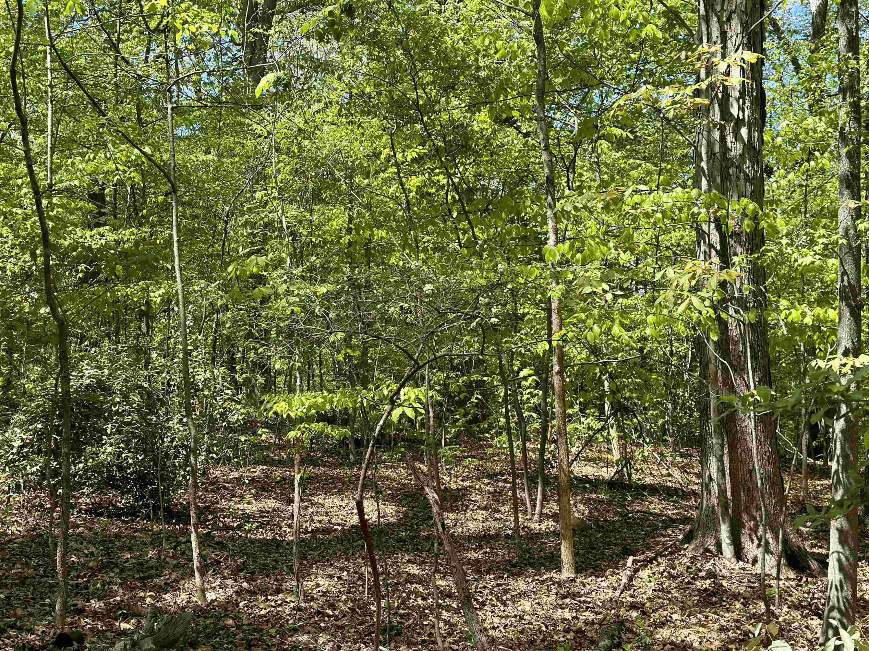 3900 Deep Wood Circle