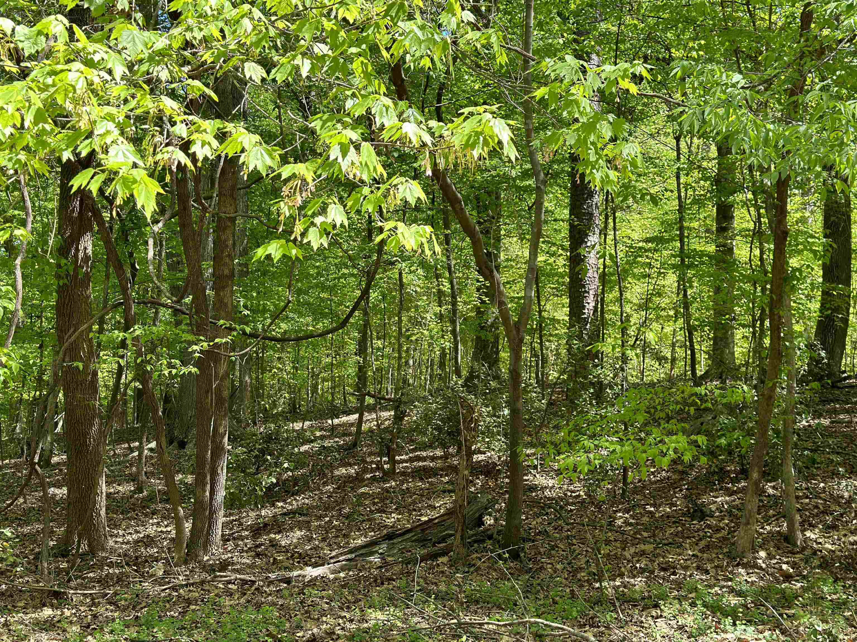 3900 Deep Wood Circle