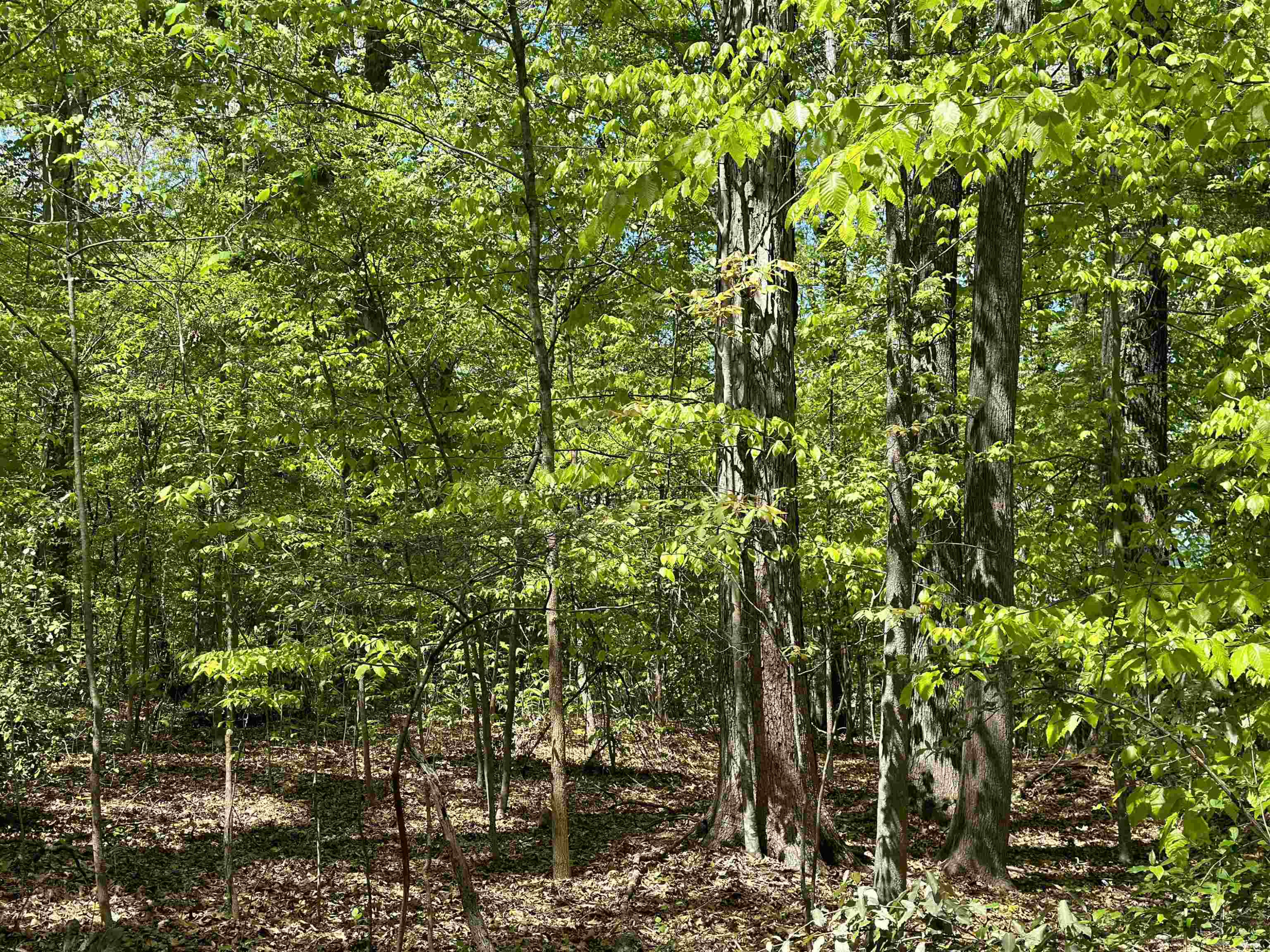 3900 Deep Wood Circle