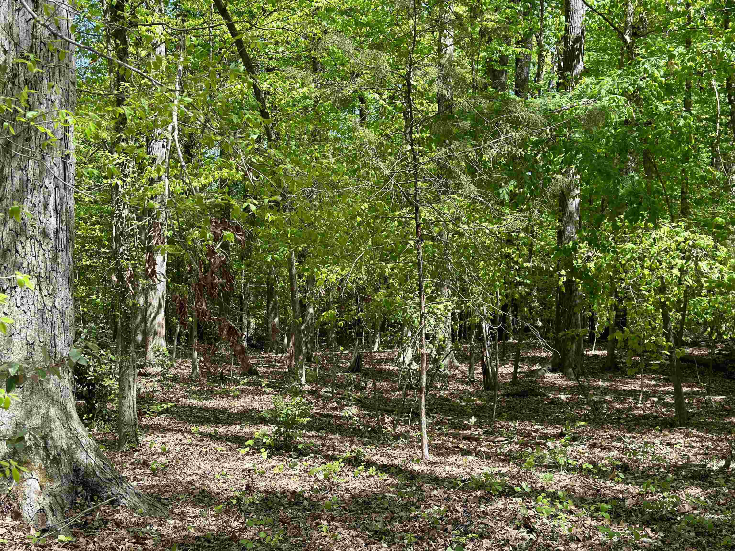 3900 Deep Wood Circle