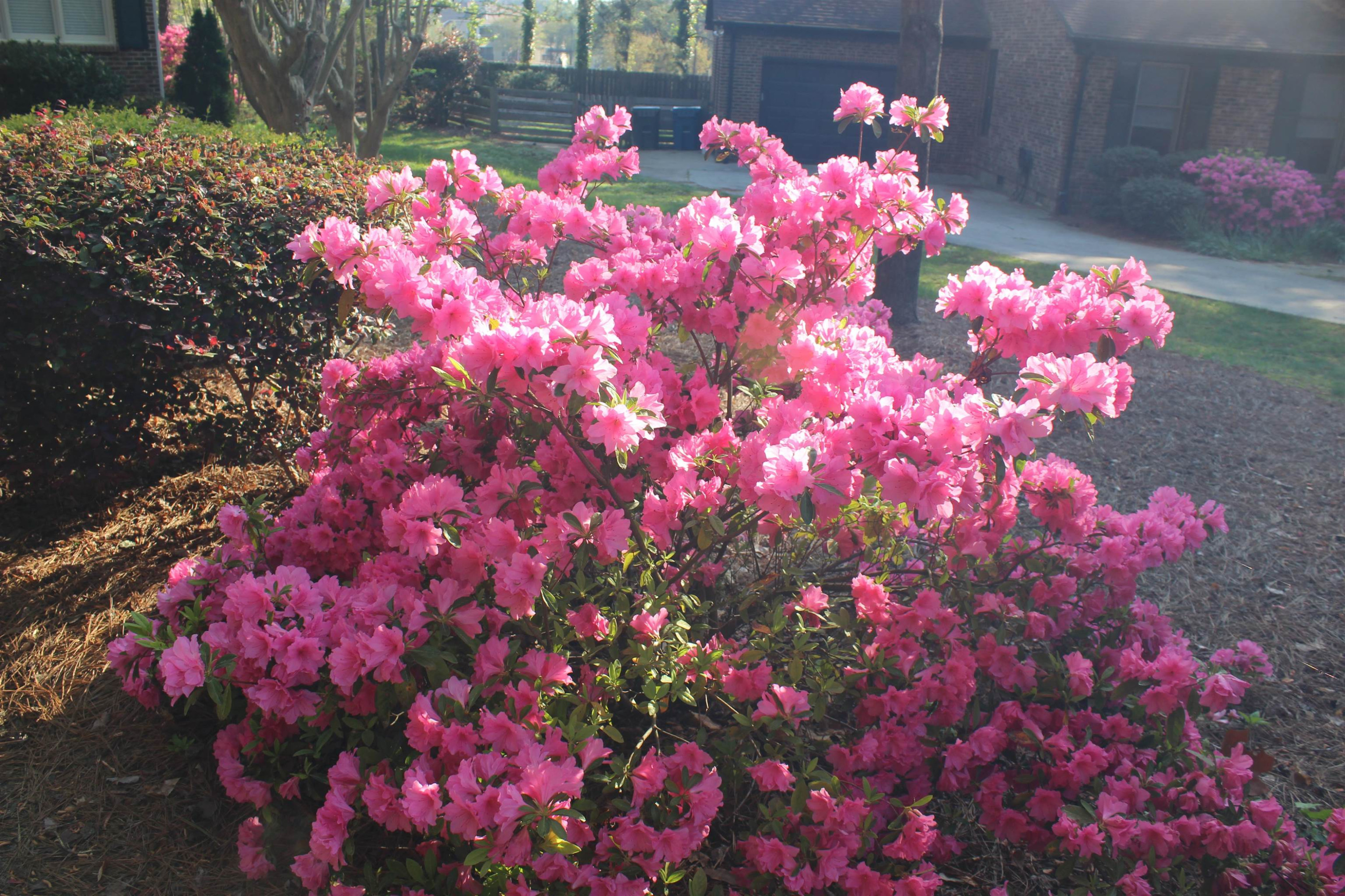 9 Silver Birch Court