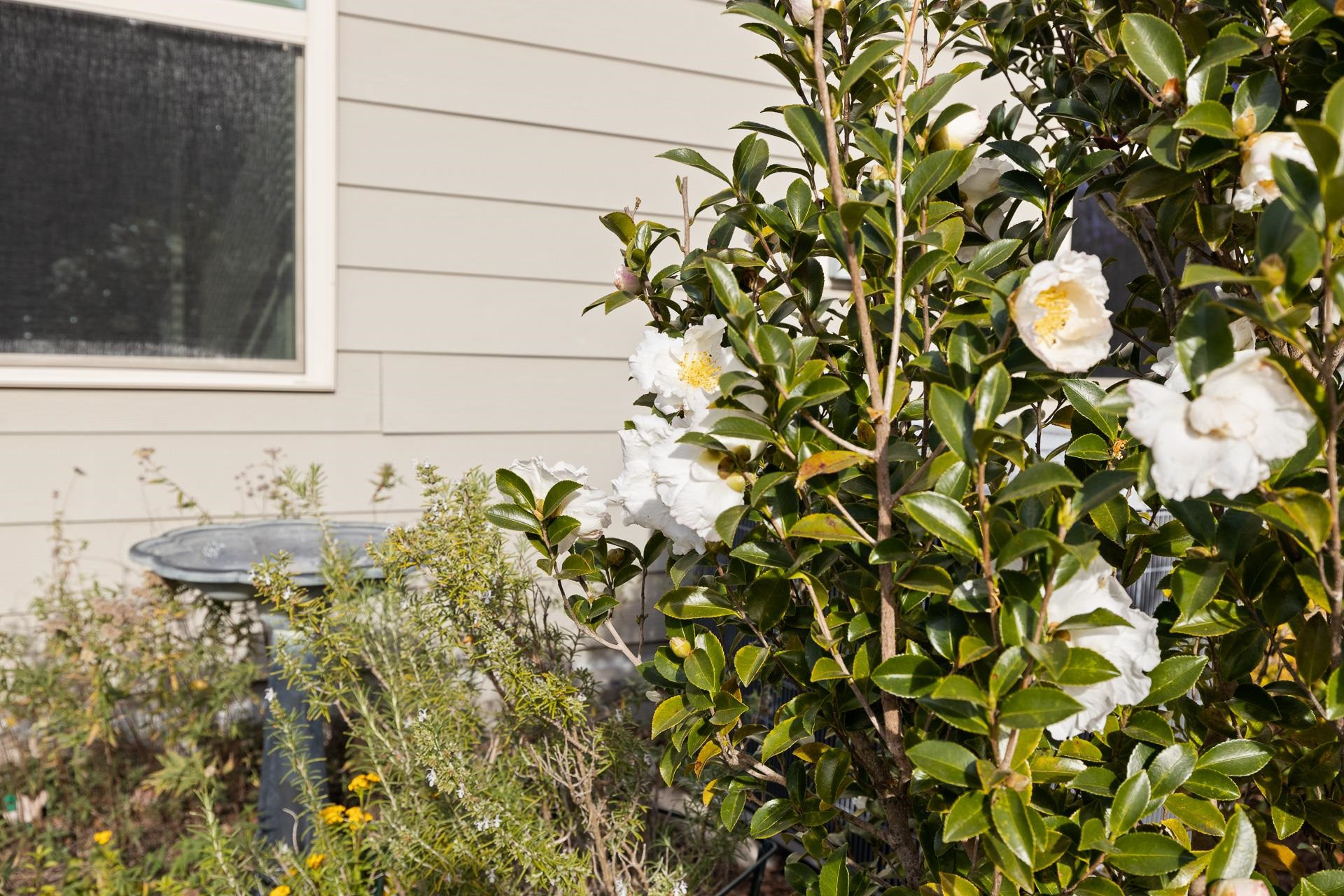 1114 Lotus Lilly Drive