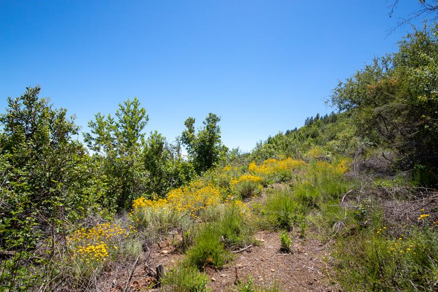 Lot 002 Chinquapin LN