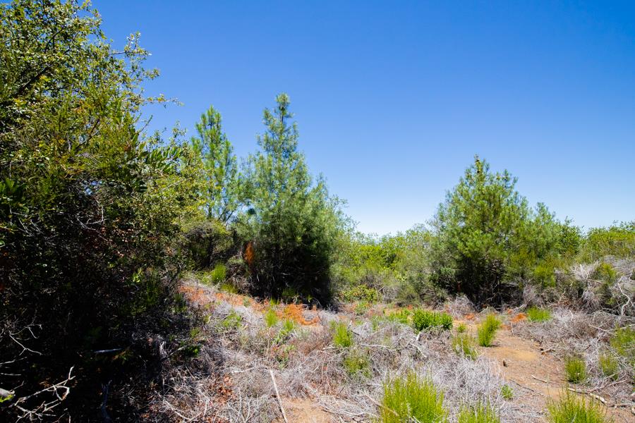 Lot 002 Chinquapin LN