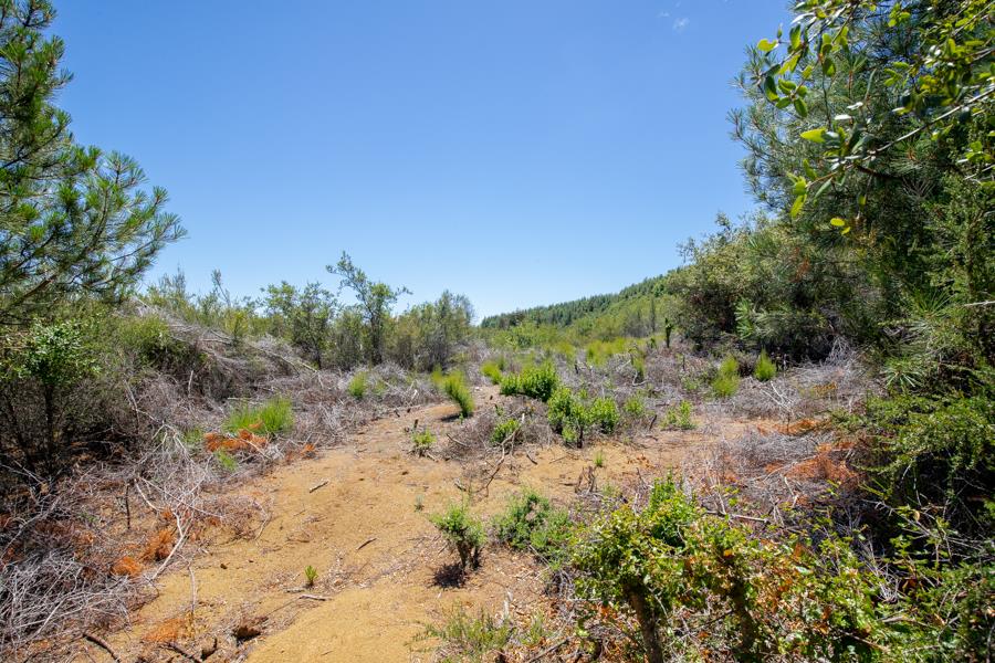Lot 002 Chinquapin LN