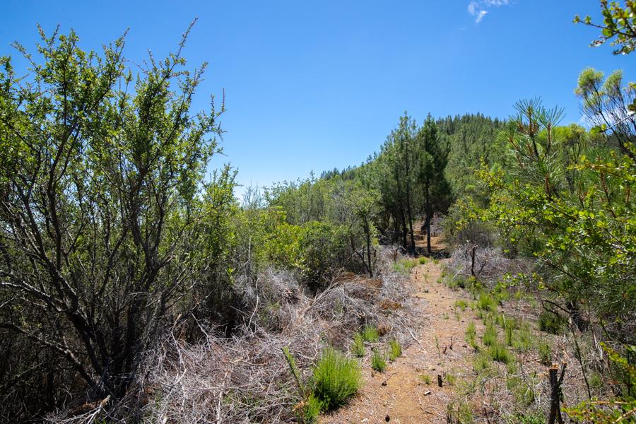 Lot 002 Chinquapin LN