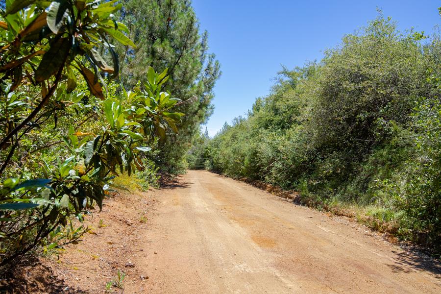 Lot 002 Chinquapin LN