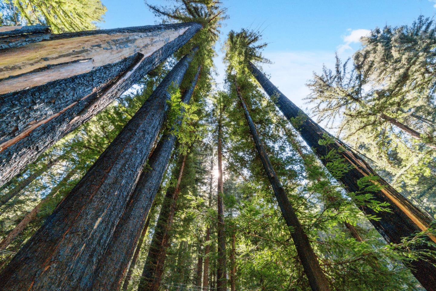 11800 Clear Creek Road