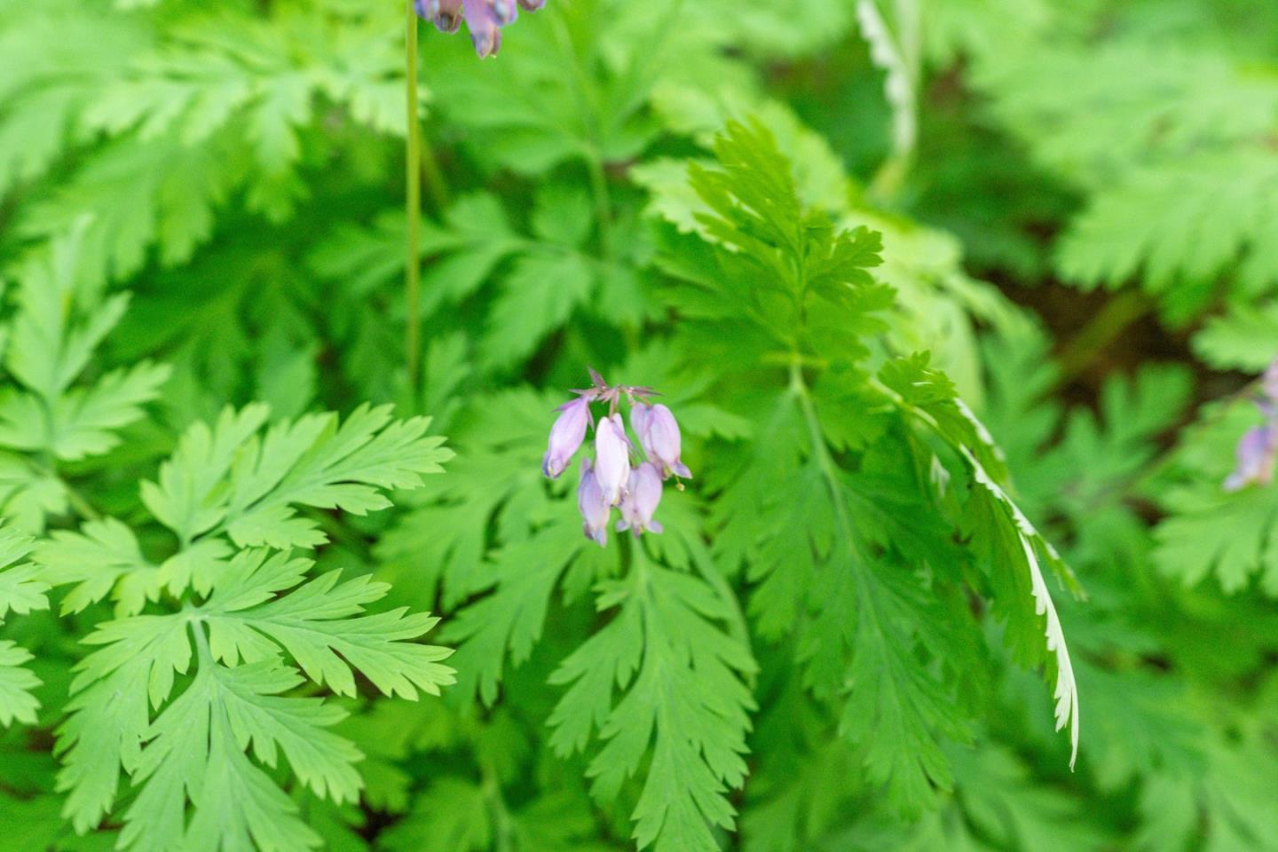 11800 Clear Creek Road