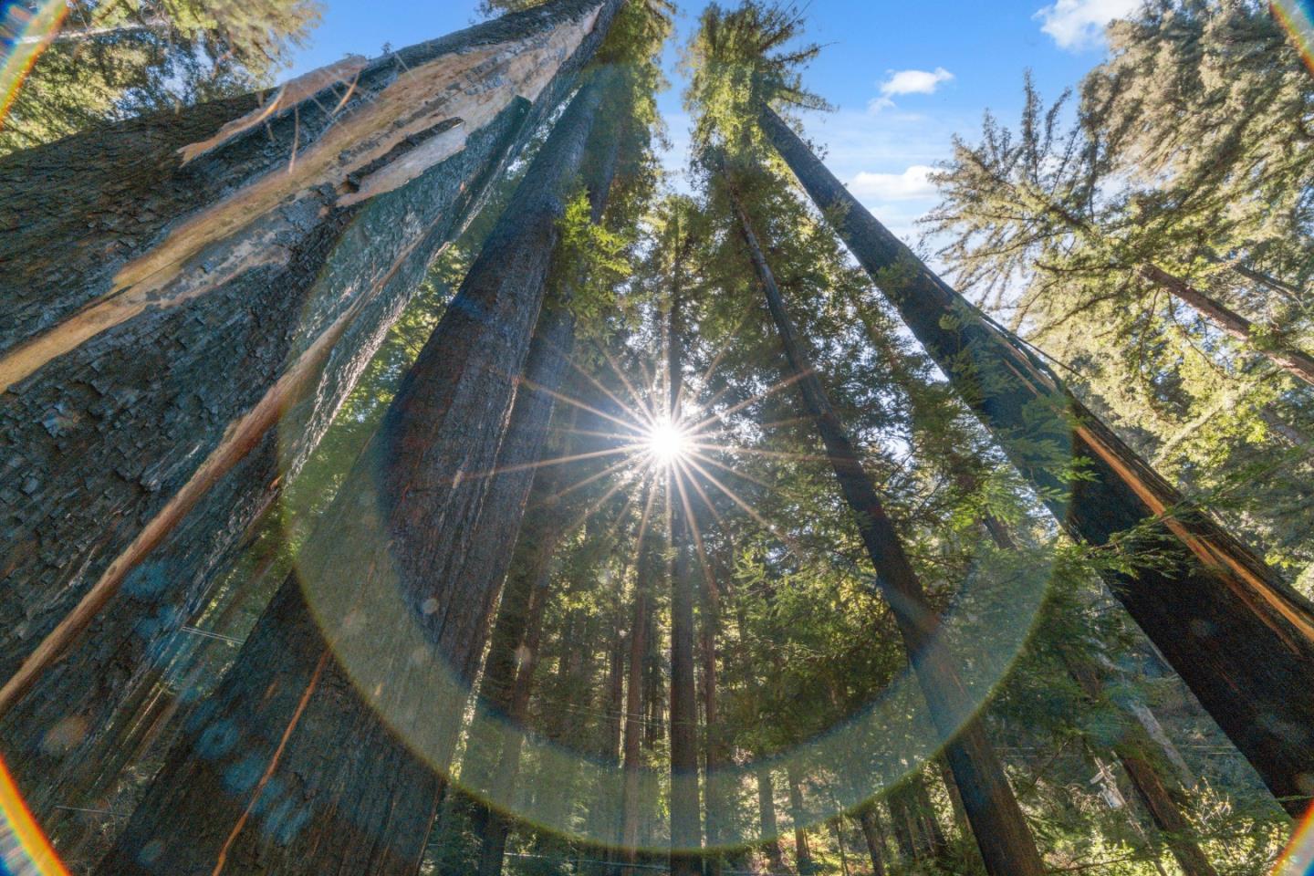 11800 Clear Creek Road