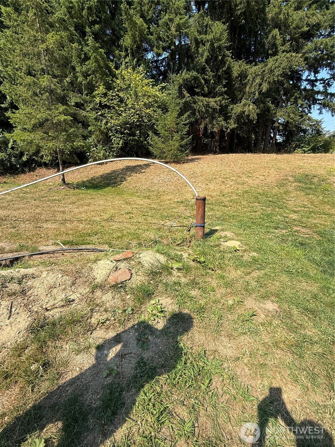 Grassy yard with a curved white pipe and rust-colored post, backed by tall evergreen trees.