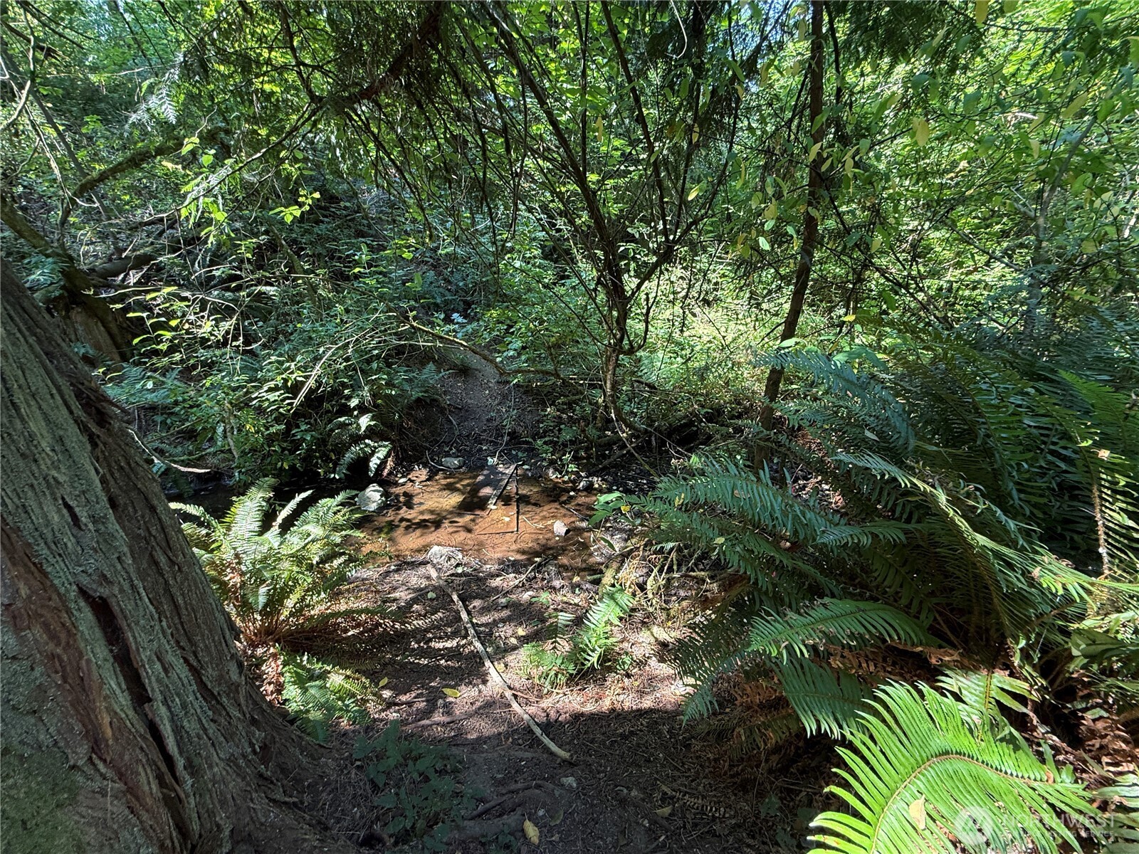 Wooded property with a shallow stream, ferns, and dense trees.