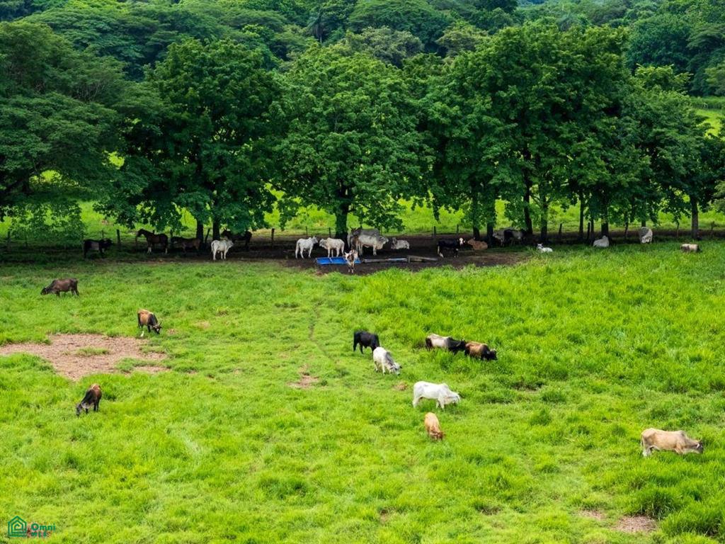 Finca Tempate , Tempate, Guanacaste