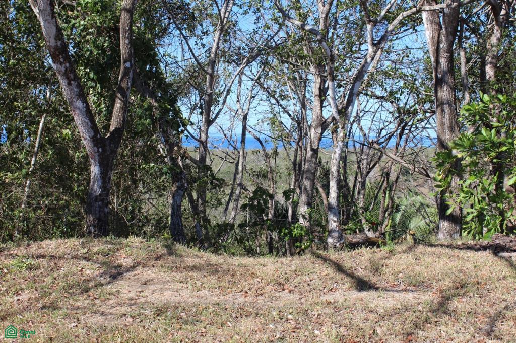 San Juanillo Farm: Large-Scale Ocean View Land with Investment Potential