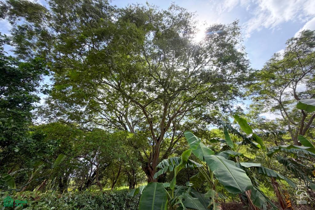 Ada la Bella Garden Estate