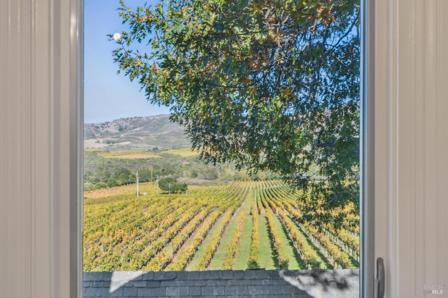 Vineyard rows and rolling hills seen through a window, partly shaded by a leafy tree.