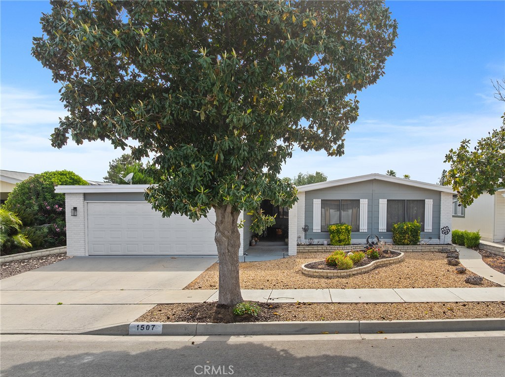 1507 Willow Leaf