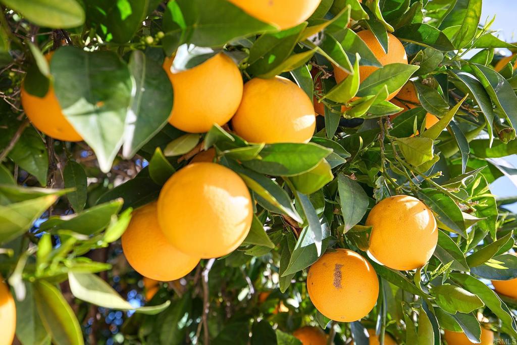 41850 Via Del Gavilan