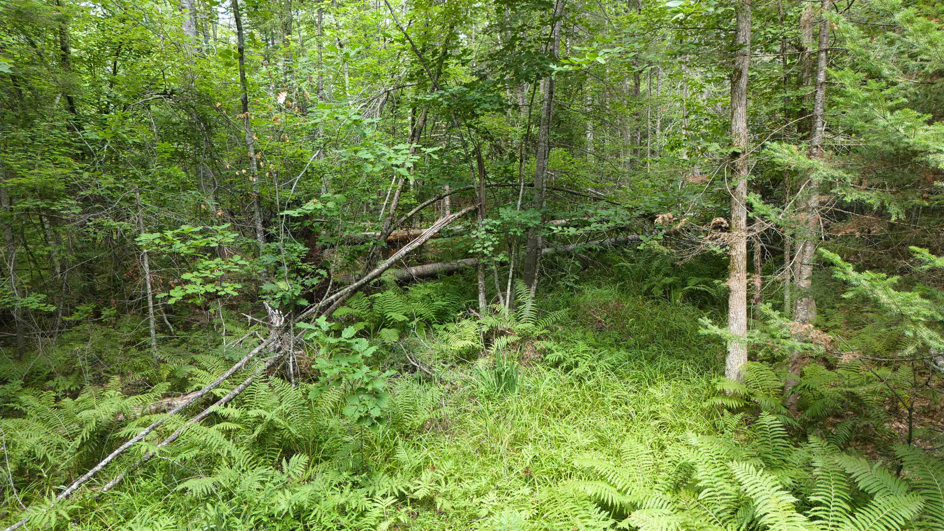 Lot 1,2,3 Colcord Road