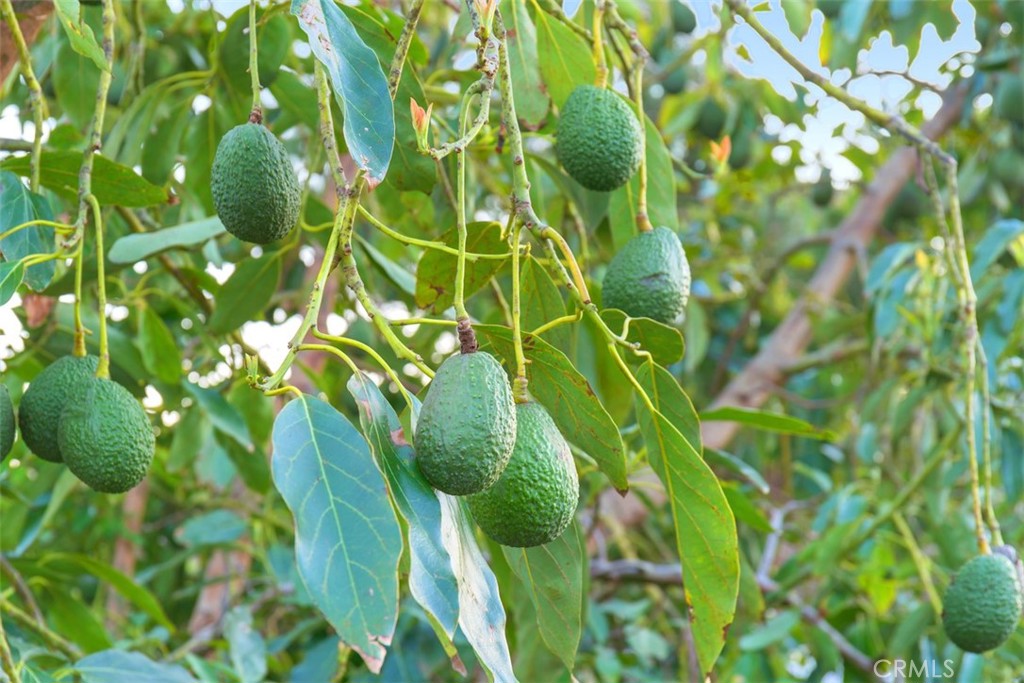 17792 Theodora Drive