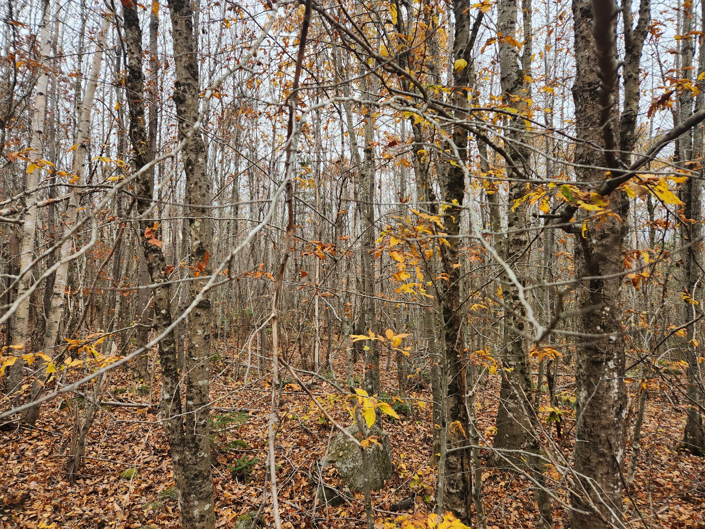 Lot#13-2B Tyler Lane Lane