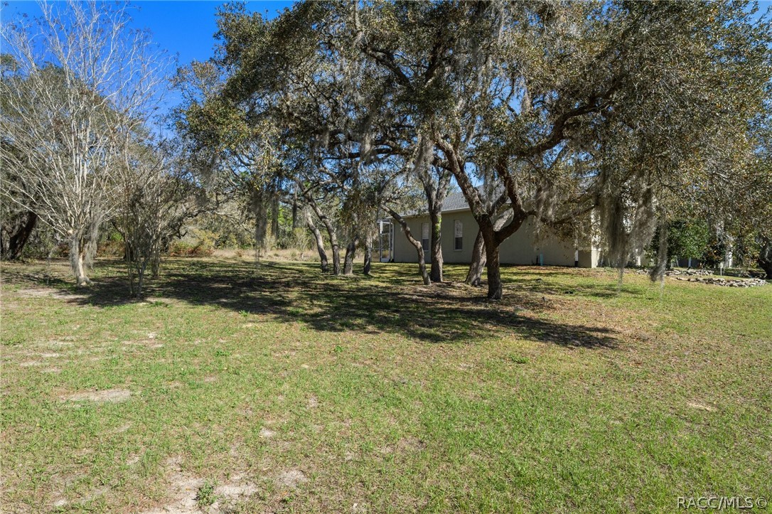 56 Black Willow Street