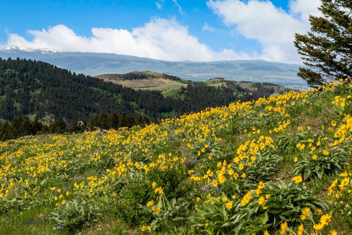 Bozeman