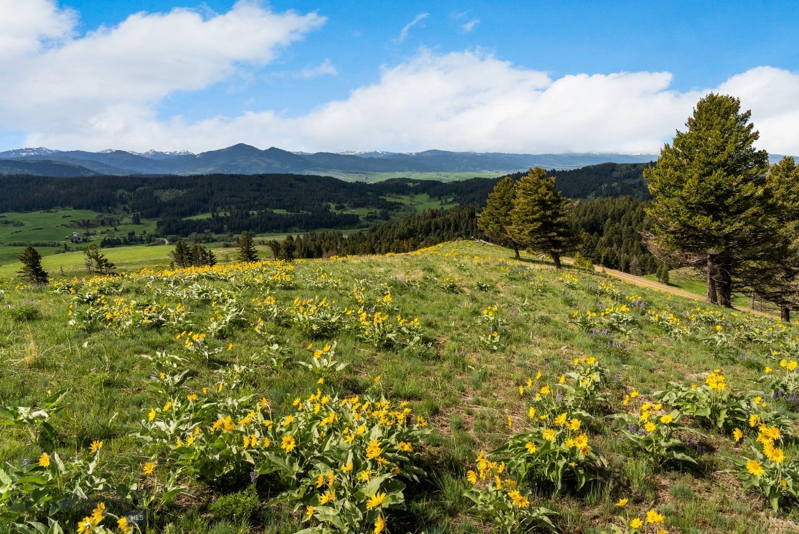 Bozeman