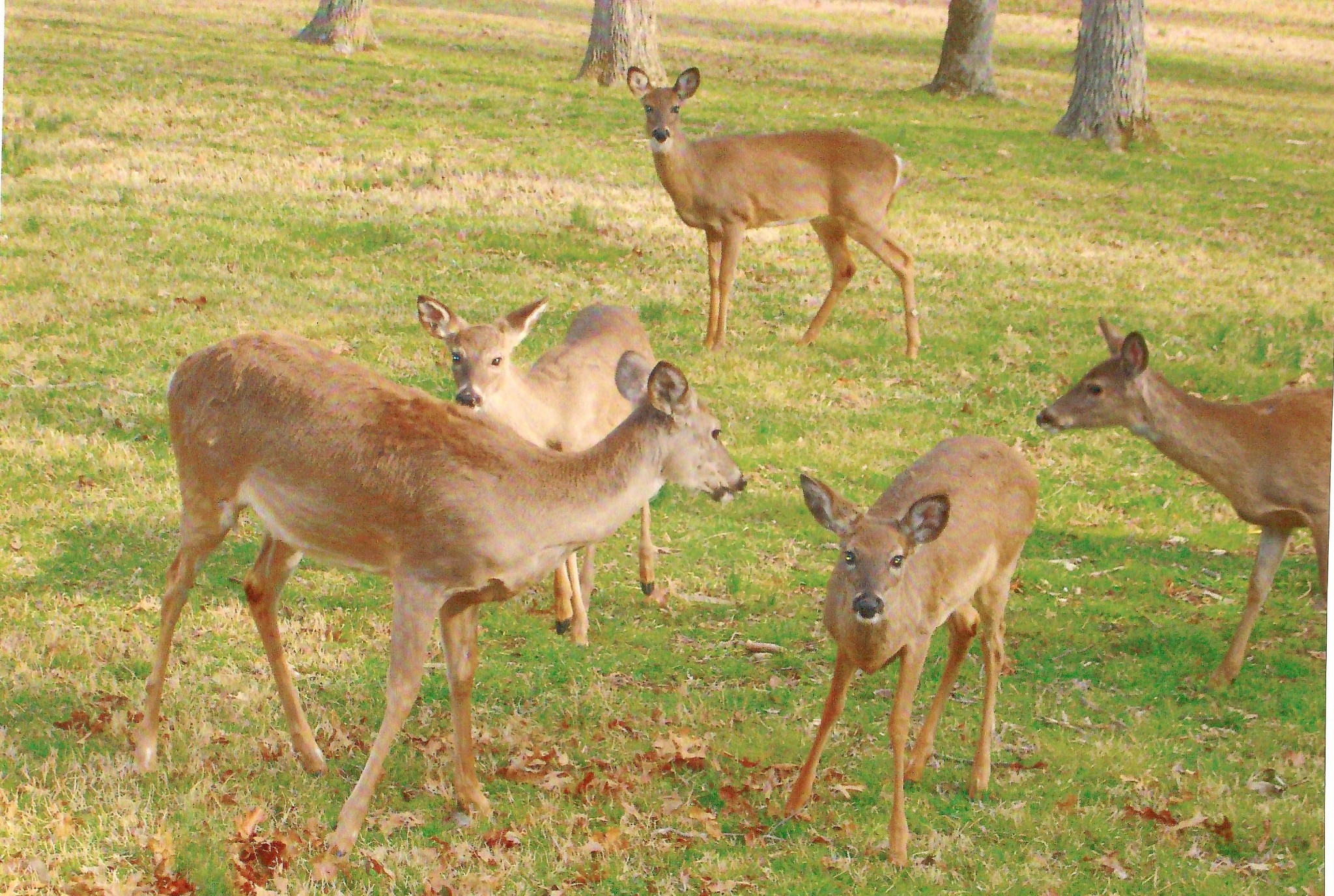 3579 Couchville Pike