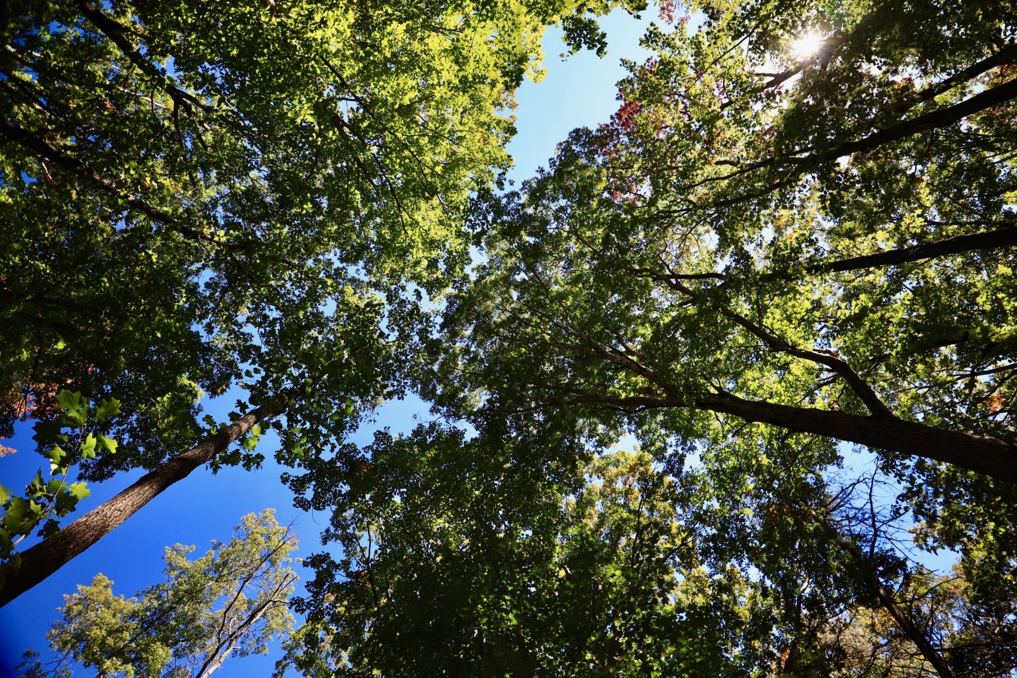 135 Deer Lick Trail