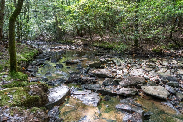 135 Deer Lick Trail