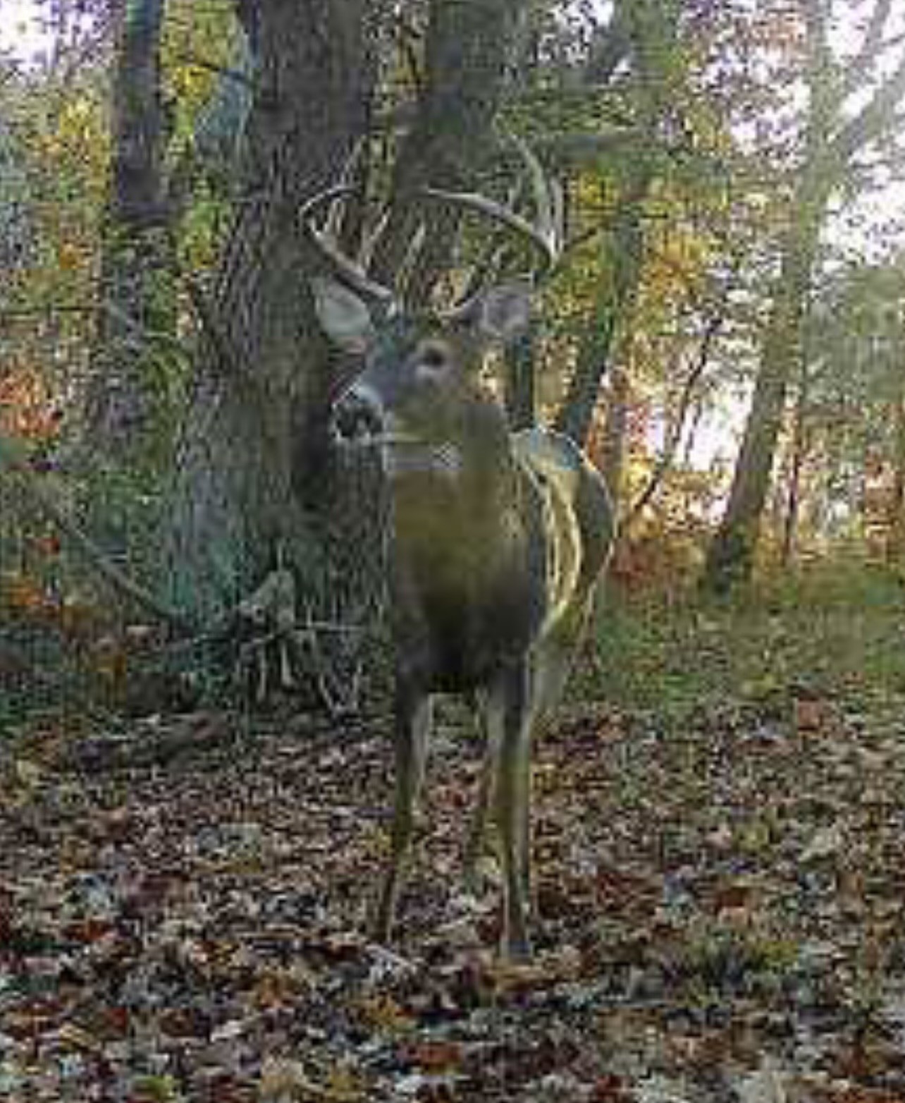 1148 Carney Winters Rd