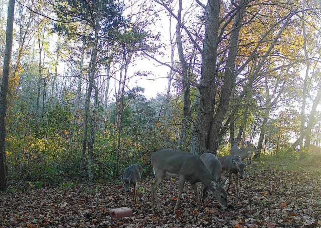 1148 Carney Winters Rd