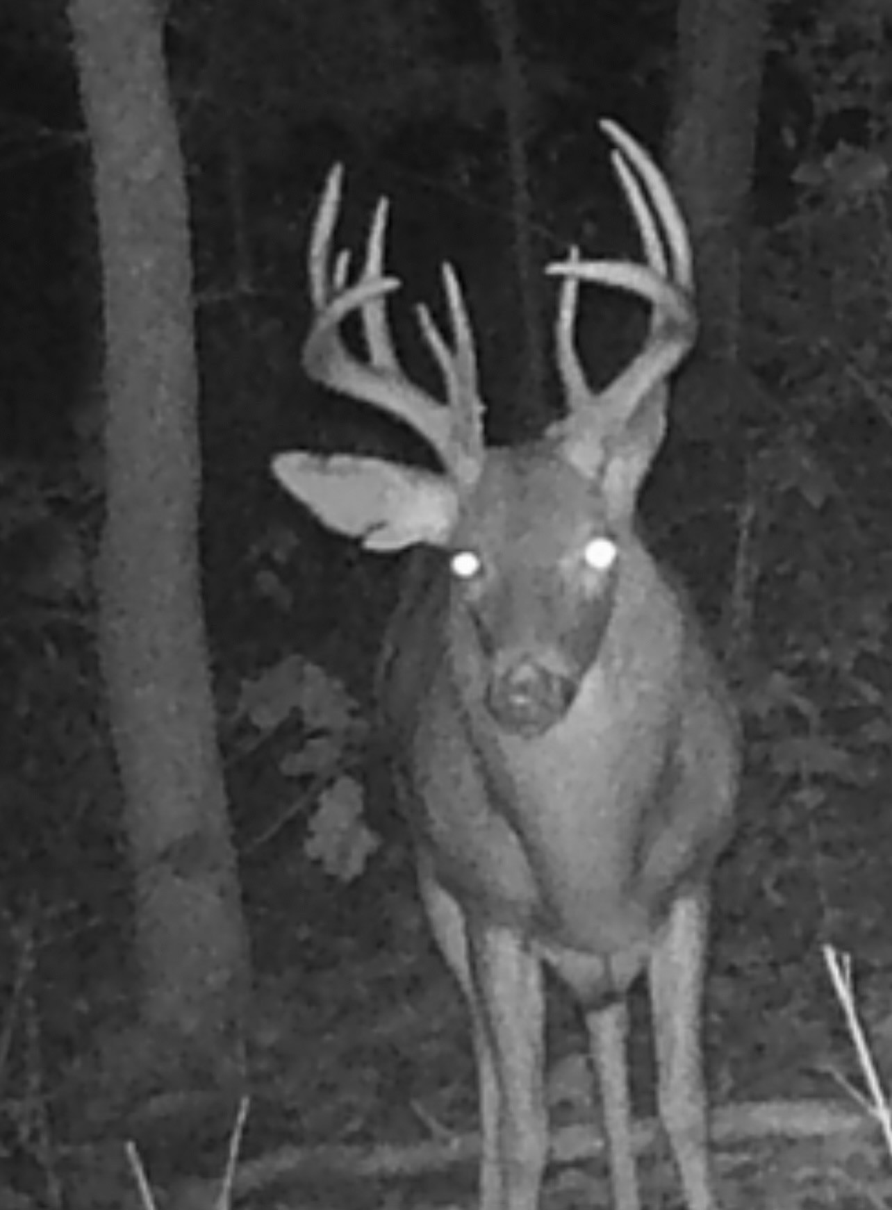 1148 Carney Winters Rd